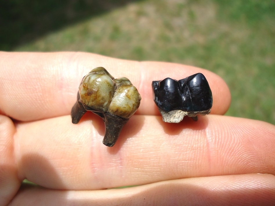 Large image 1 Two Choice Peccary Molars