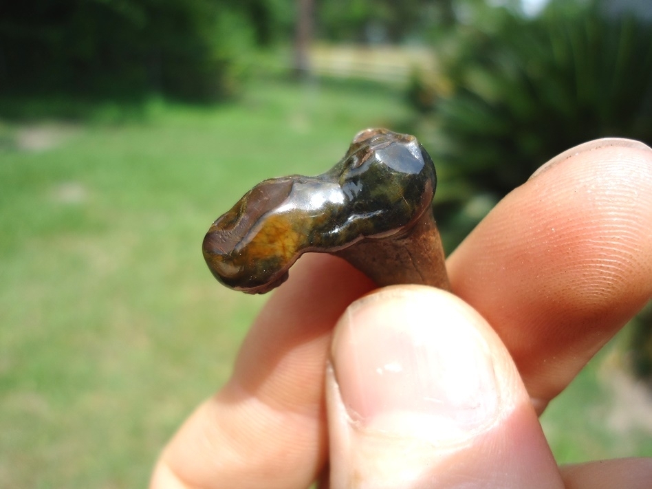 Large image 2 World Class Black Bear Molar with Camo and Yellow Enamel