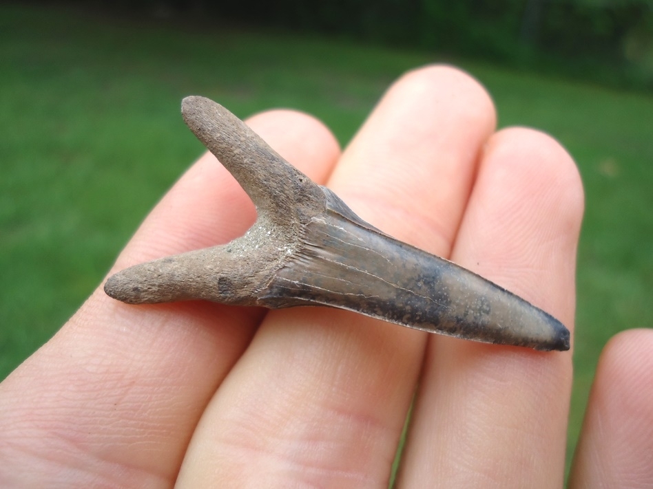 Large image 1 Rare Cretaceous Goblin Shark Tooth