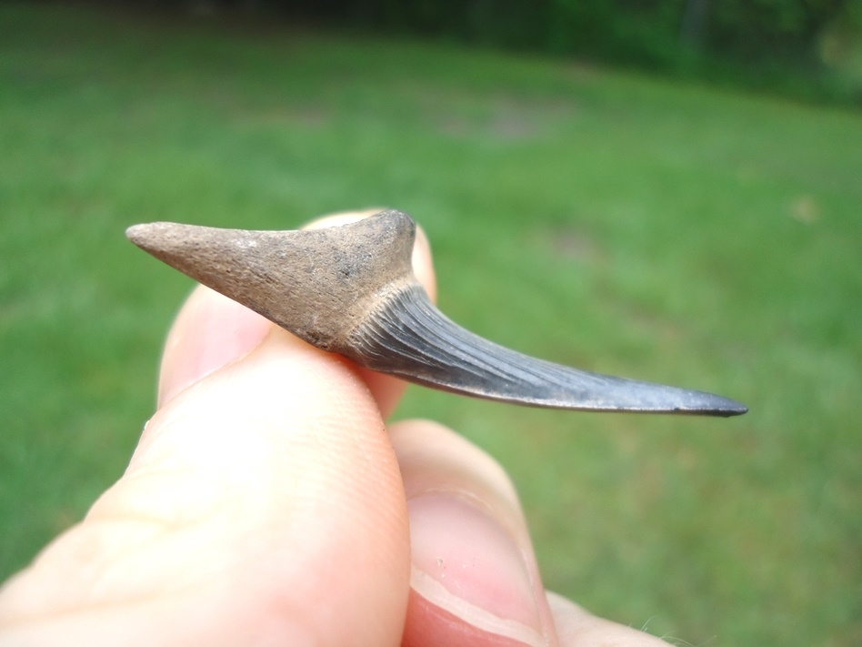 Large image 2 Rare Cretaceous Goblin Shark Tooth