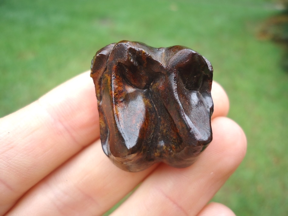 Large image 3 Colorful Glossy Tapir Upper Molar