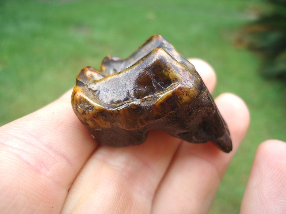 Large image 2 Nice Colorful Tapir Upper Molar