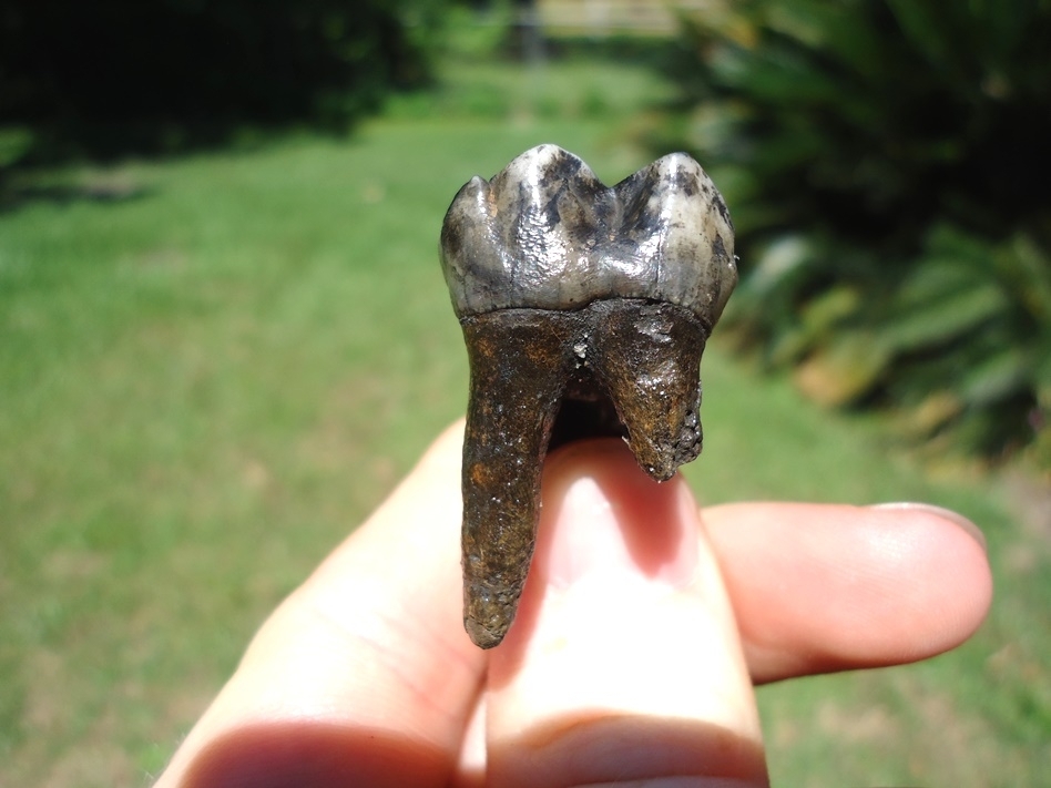 Large image 3 Exceptional Rooted Tapir Upper Molar
