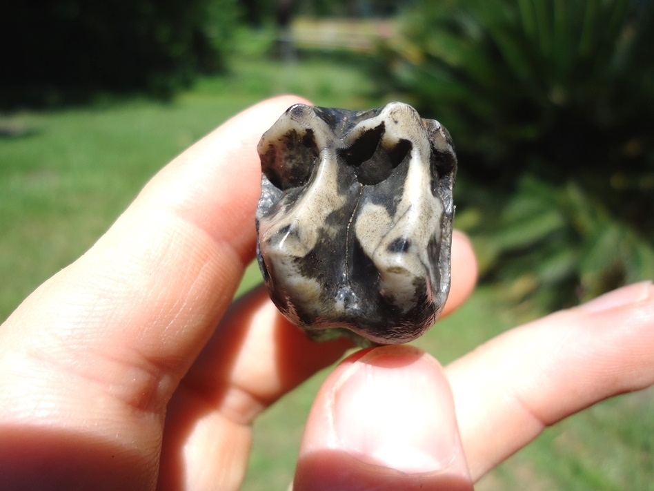 Large image 4 Exceptional Rooted Tapir Upper Molar