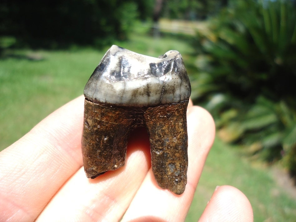 Large image 1 Exceptional Rooted Tapir Upper Molar