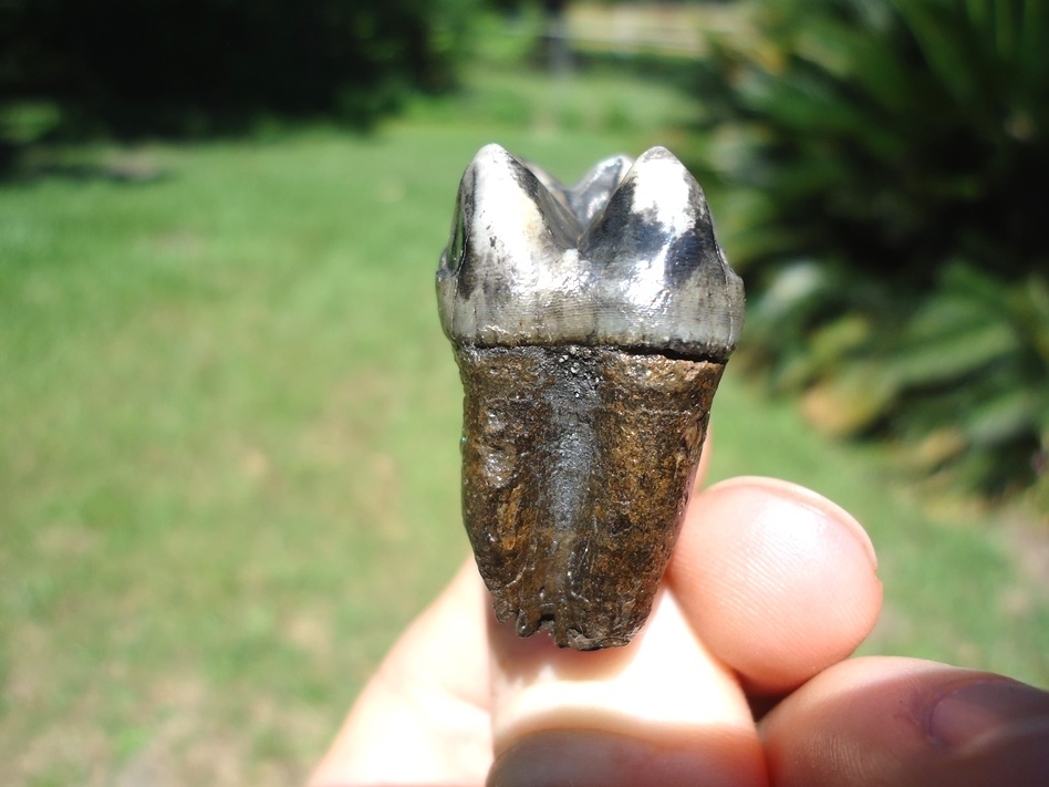 Large image 2 Exceptional Rooted Tapir Upper Molar