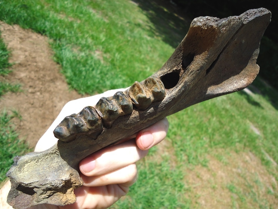 Large image 2 Gorgeous Juvenile Tapir Mandible with Four Teeth