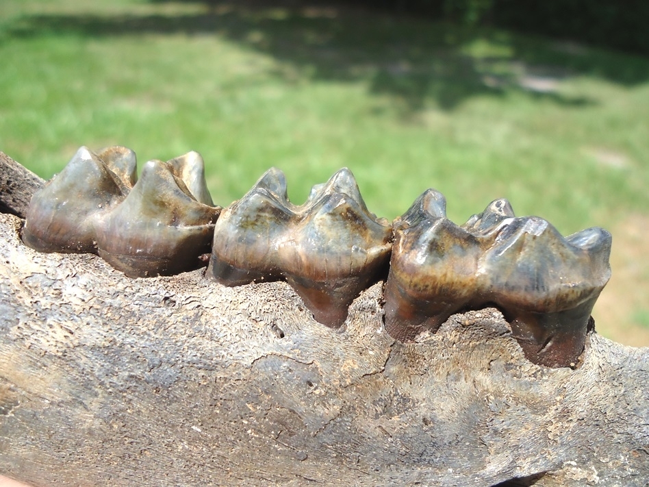 Large image 3 Gorgeous Juvenile Tapir Mandible with Four Teeth