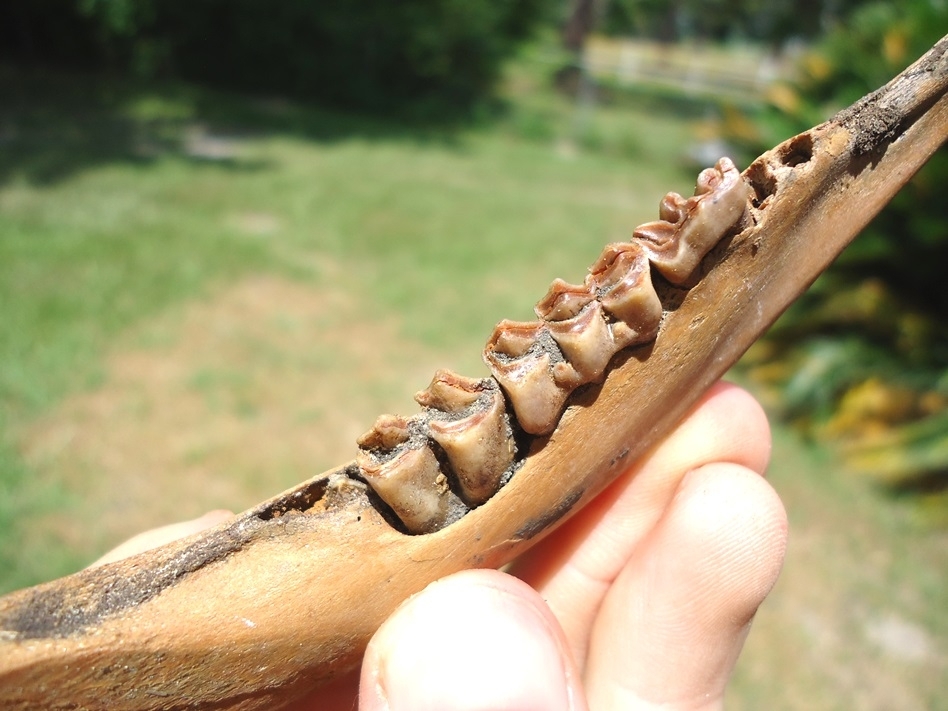 Large image 3 Exceptional Juvenile Deer Mandible