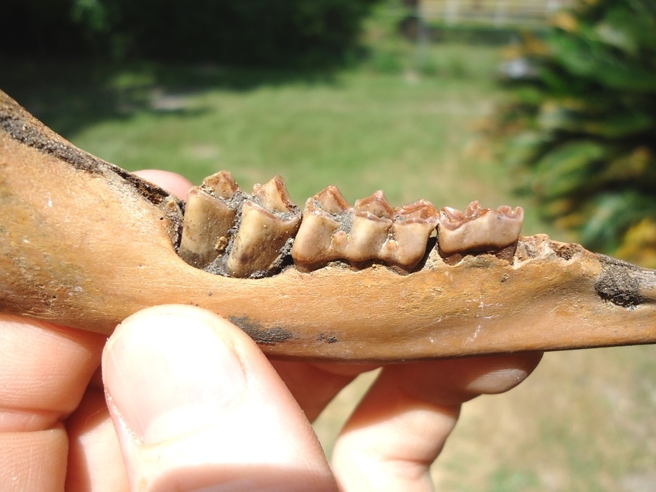 Large image 2 Exceptional Juvenile Deer Mandible