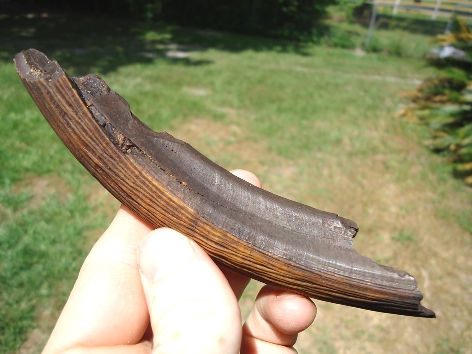 Large image 1 Large Colorful Section of Giant Beaver Incisor