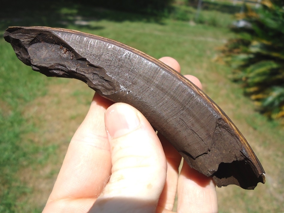 Large image 2 Large Colorful Section of Giant Beaver Incisor