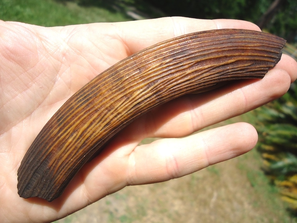 Large image 3 Large Colorful Section of Giant Beaver Incisor