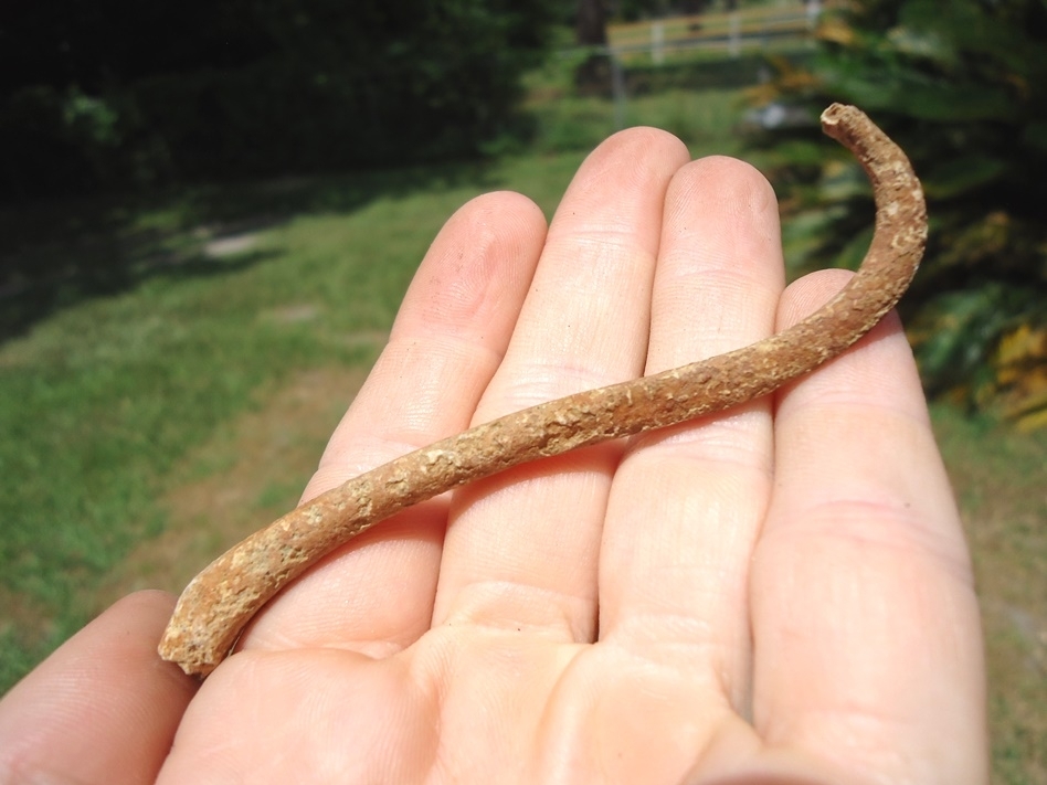 Large image 1 Nice Raccoon Baculum