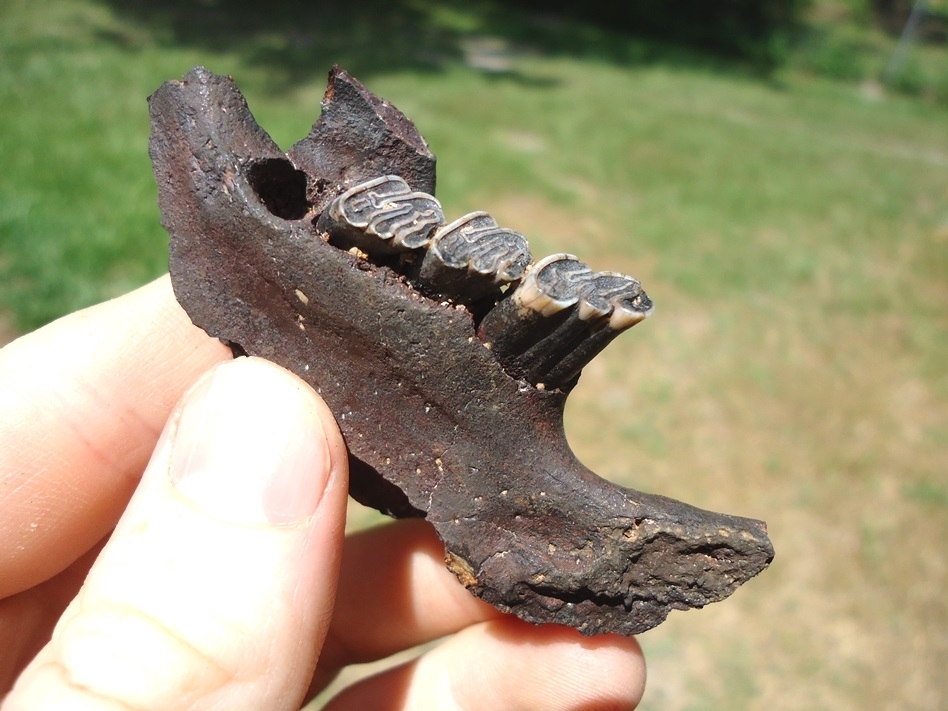 Large image 3 Nice Beaver Mandible with Three Perfect Teeth