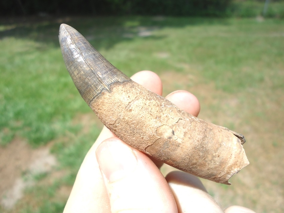 Large image 1 Massive 3 1/8' Alligator Tooth