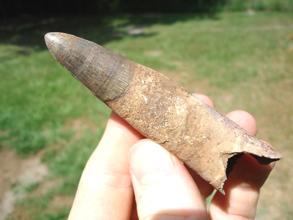 Large image 2 Massive 3 1/8' Alligator Tooth