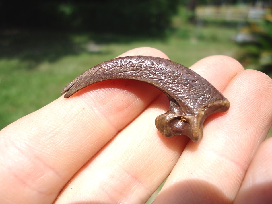 Large image 1 World Class Fossil Bald Eagle Claw Core