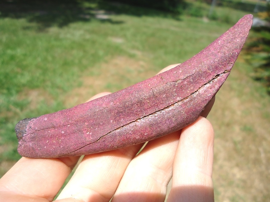 Large image 1 Massive Pink Peccary Canine