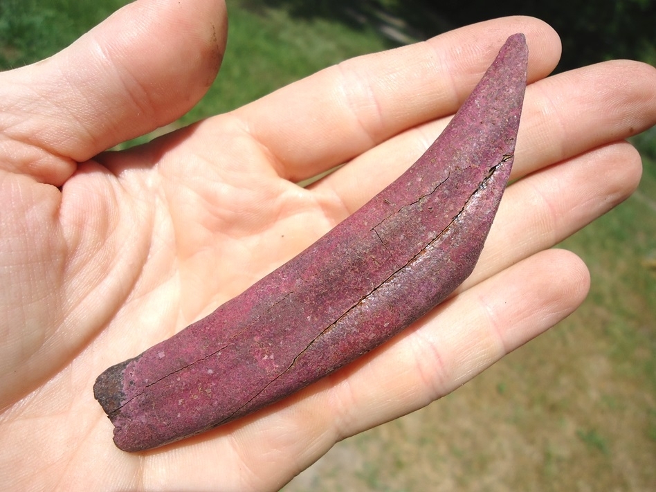 Large image 4 Massive Pink Peccary Canine