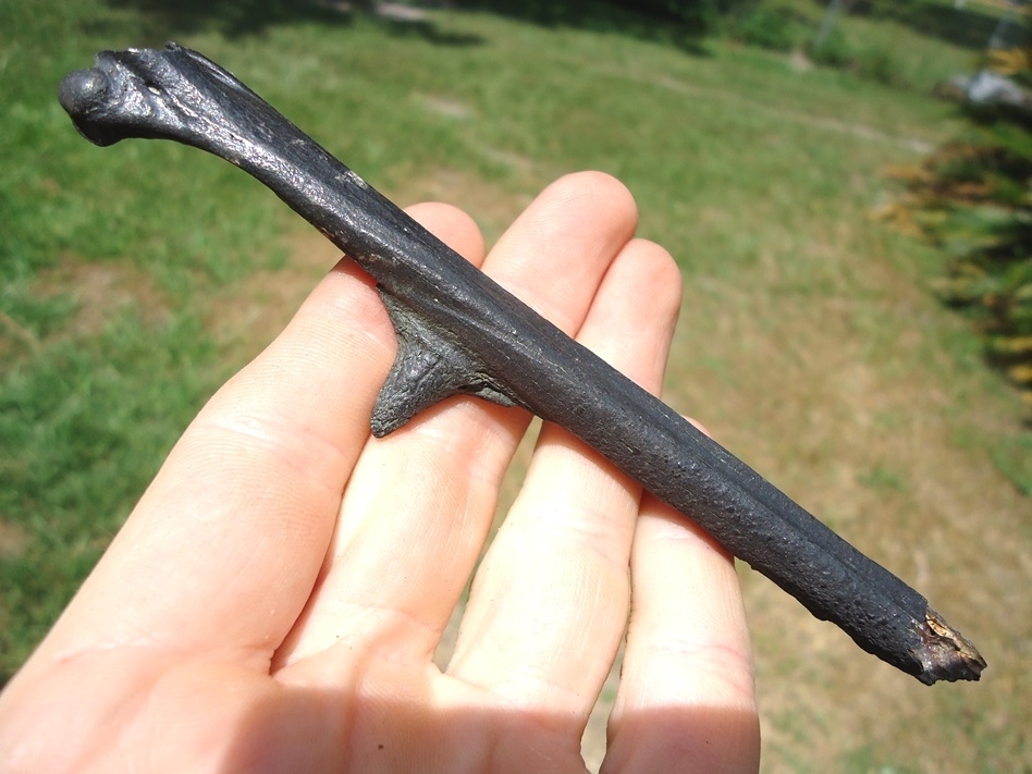Large image 1 Uncommon Turkey Tarsometatarsus with Spur Intact
