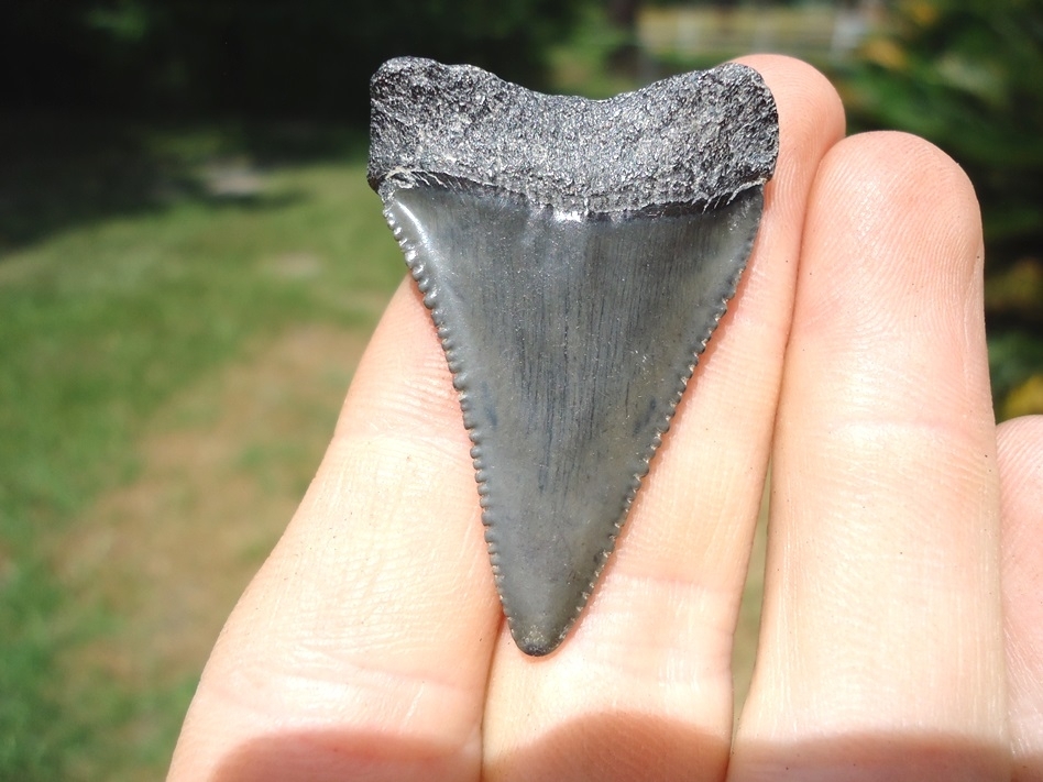 Large image 1 Nice Great White Shark Tooth
