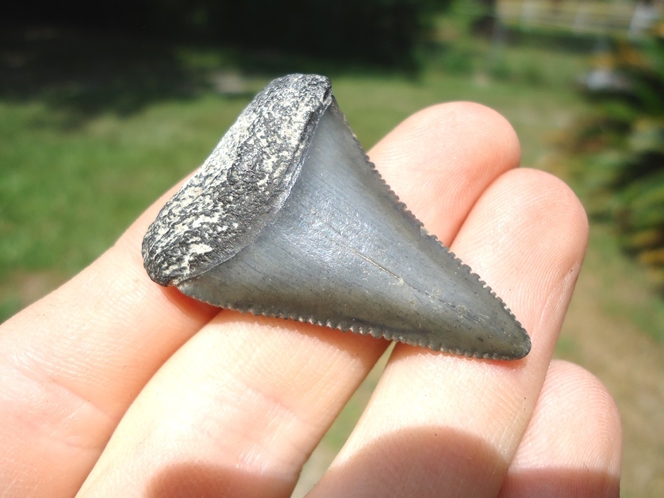 Large image 2 Nice Great White Shark Tooth