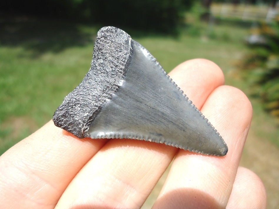 Large image 3 Nice Great White Shark Tooth