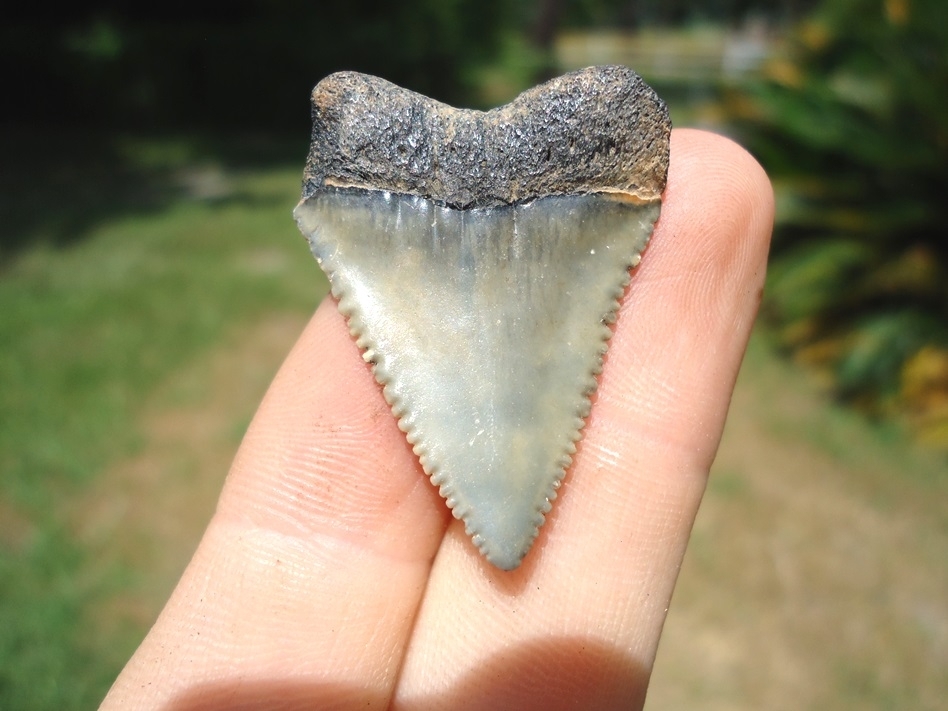 Large image 1 Sweet Little Great White Shark Tooth