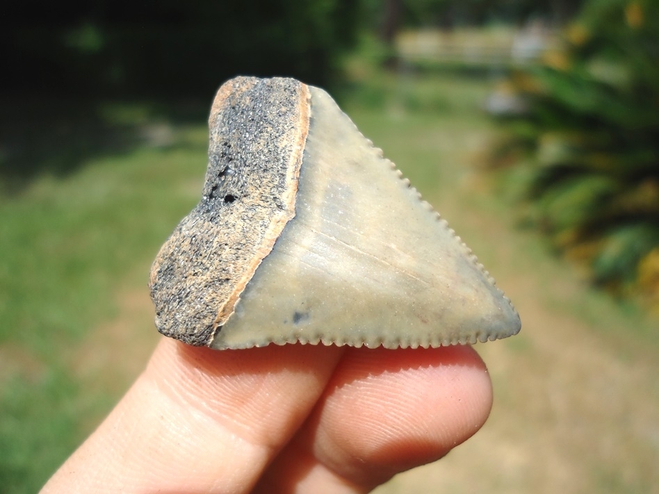 Large image 2 Sweet Little Great White Shark Tooth