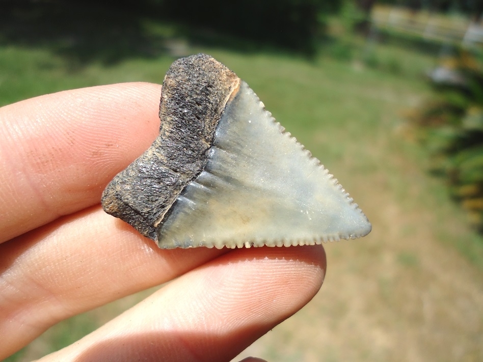 Large image 3 Sweet Little Great White Shark Tooth