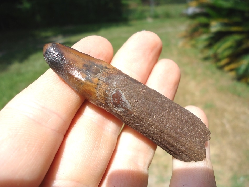 Large image 5 World Class Juvenile Mastodon Lower Tusk