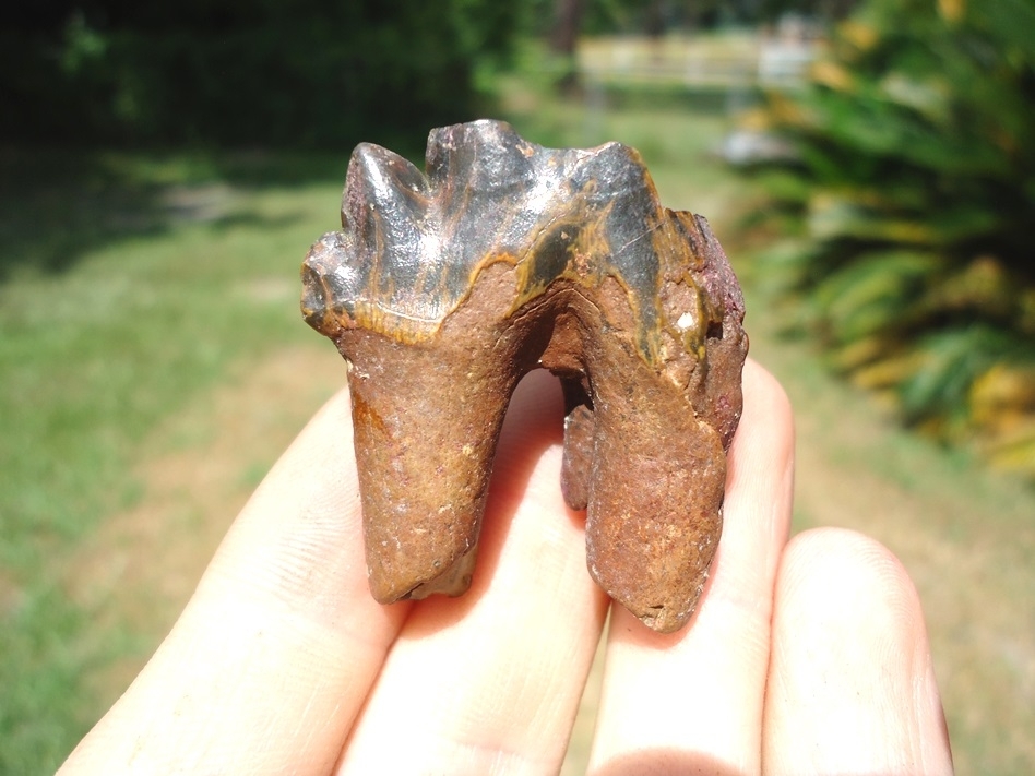 Large image 1 Rare Archaeocete Whale Tooth