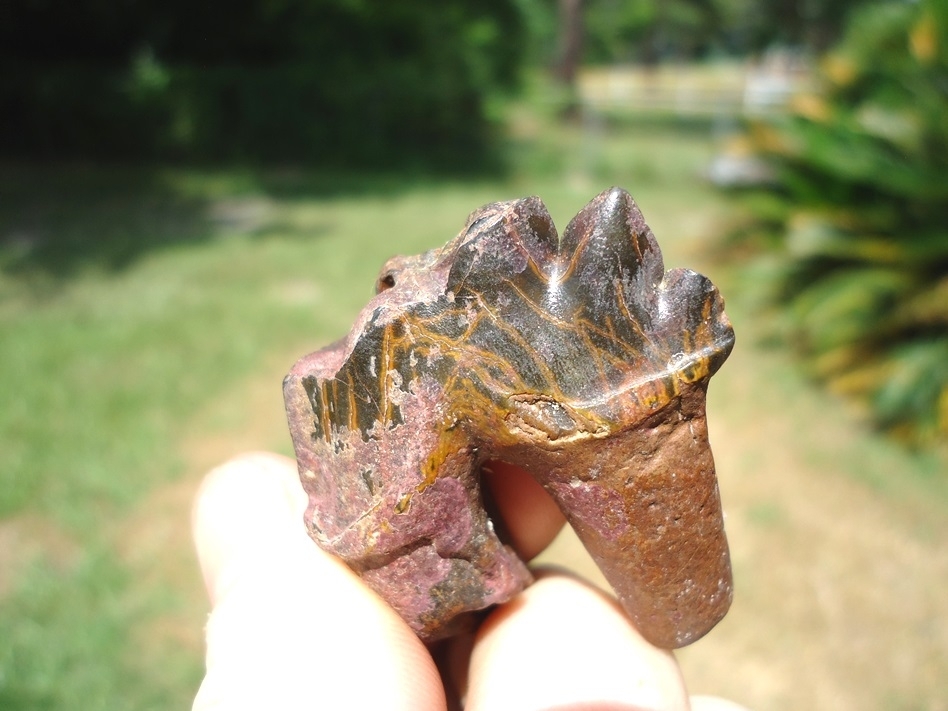 Large image 2 Rare Archaeocete Whale Tooth