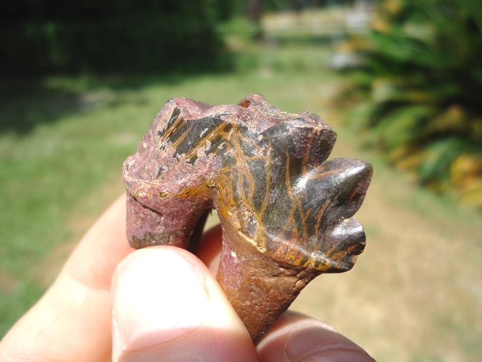 Large image 3 Rare Archaeocete Whale Tooth