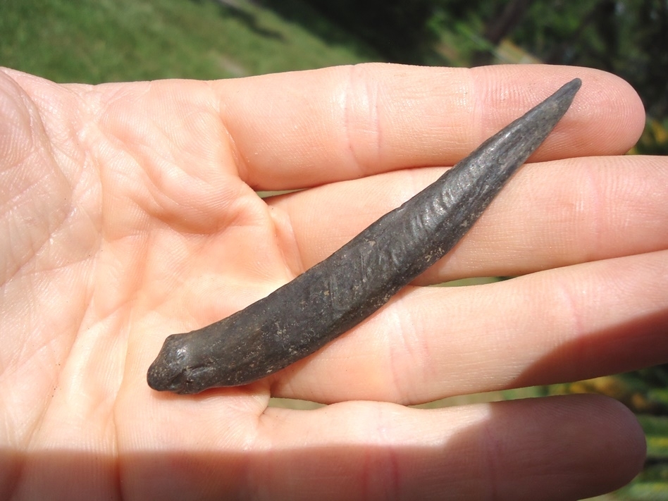 Large image 1 Excellent Fossil Catfish Spine