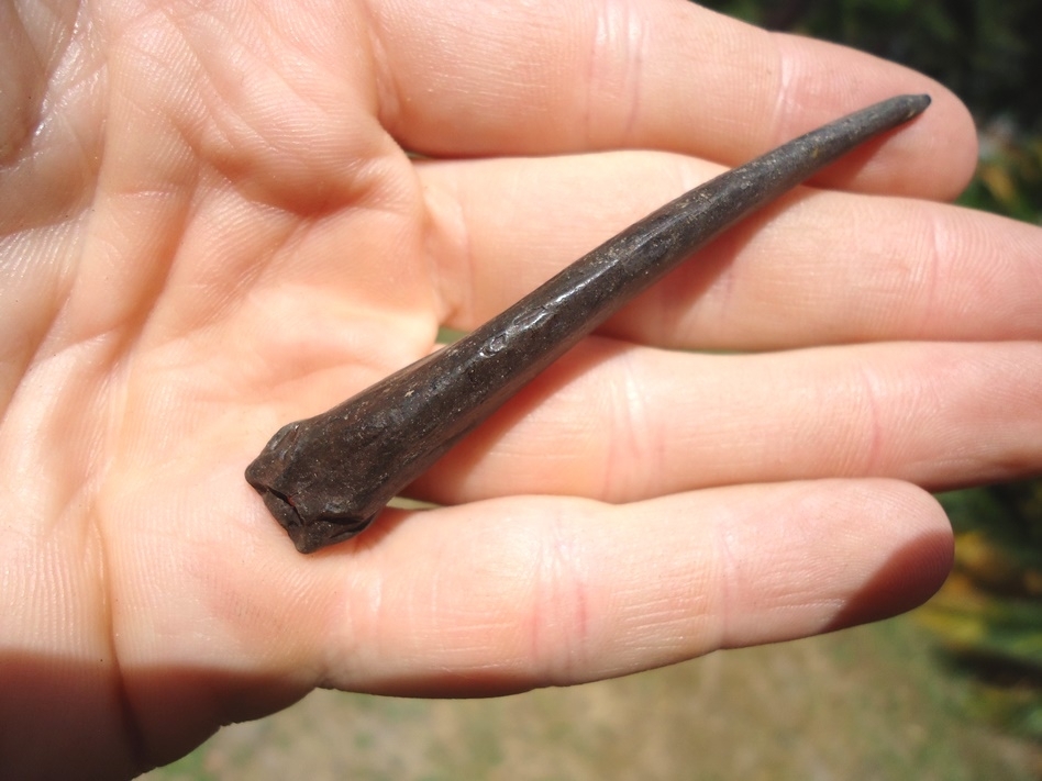 Large image 3 Excellent Fossil Catfish Spine