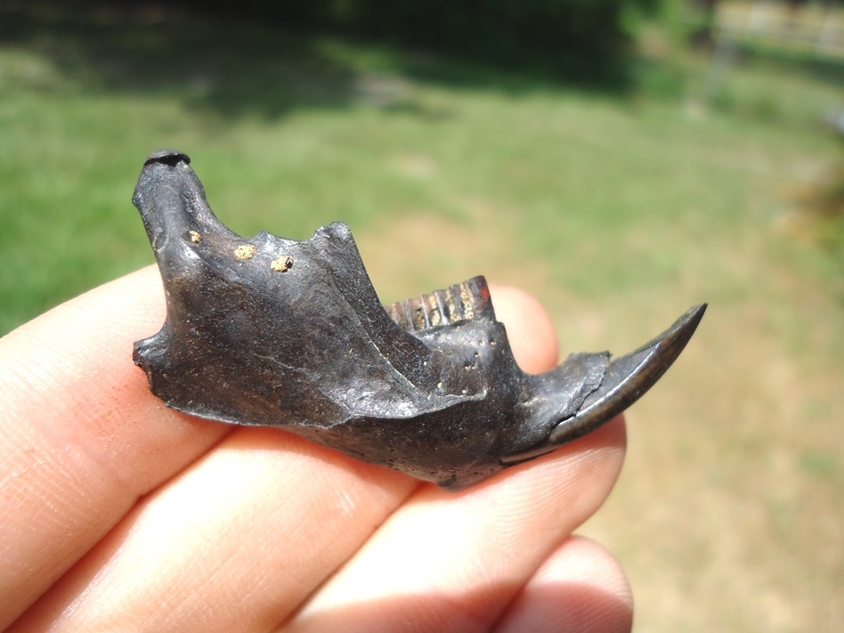 Large image 1 Excellent Muskrat Mandible