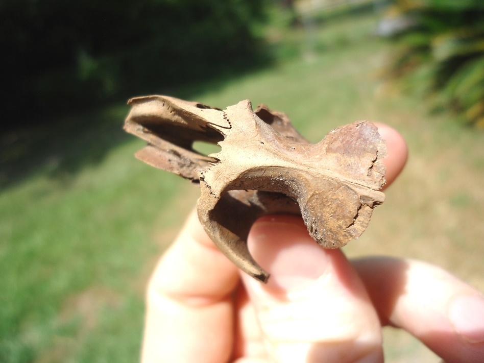 Large image 1 Very Rare Muskrat Skull