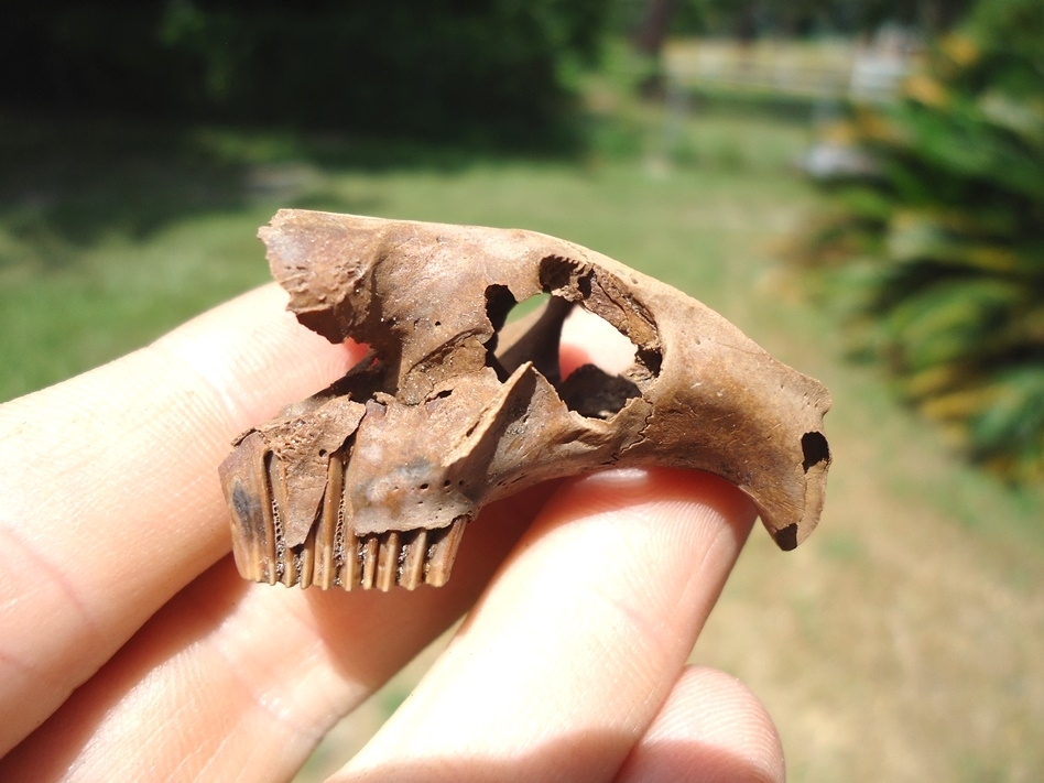 Large image 3 Very Rare Muskrat Skull