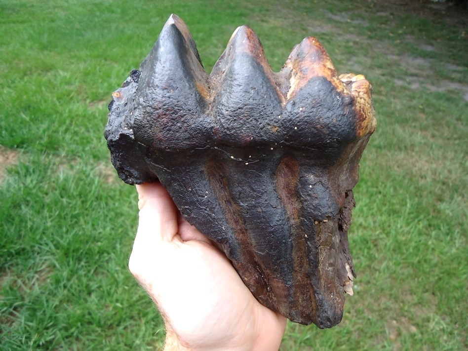 Large image 1 Large Colorful Rooted Mastodon Tooth