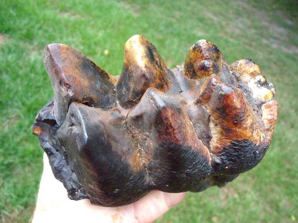 Large image 2 Large Colorful Rooted Mastodon Tooth