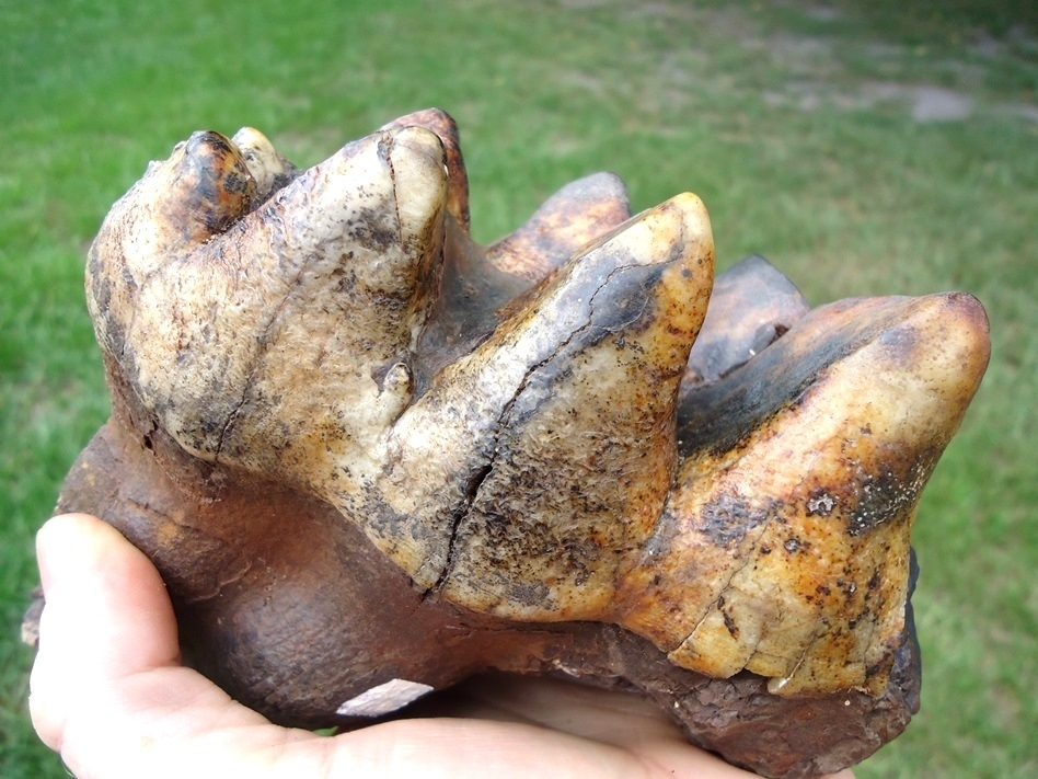Large image 3 Large Colorful Rooted Mastodon Tooth
