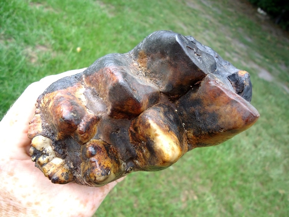 Large image 5 Large Colorful Rooted Mastodon Tooth