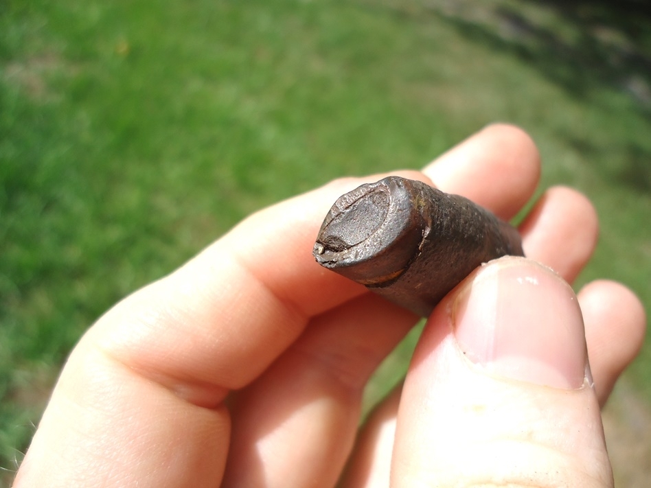 Large image 2 Juvenile Paramylodon Sloth Tooth