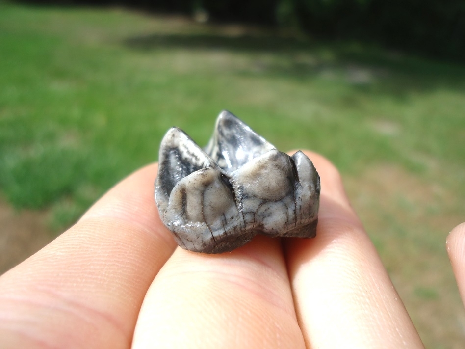 Large image 3 Simply Gorgeous Tapir Upper Molar