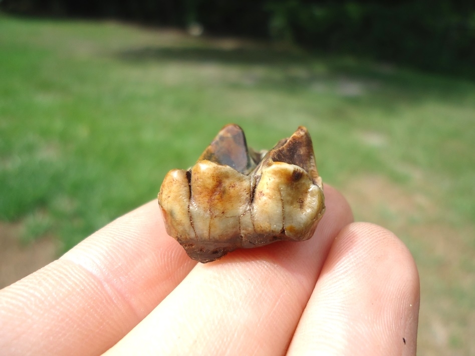 Large image 3 Colorful Tapir Upper Molar