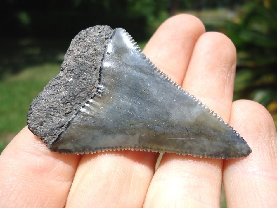 Large image 1 Very Nice Great White Shark Tooth