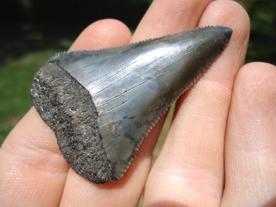 Large image 2 Very Nice Great White Shark Tooth