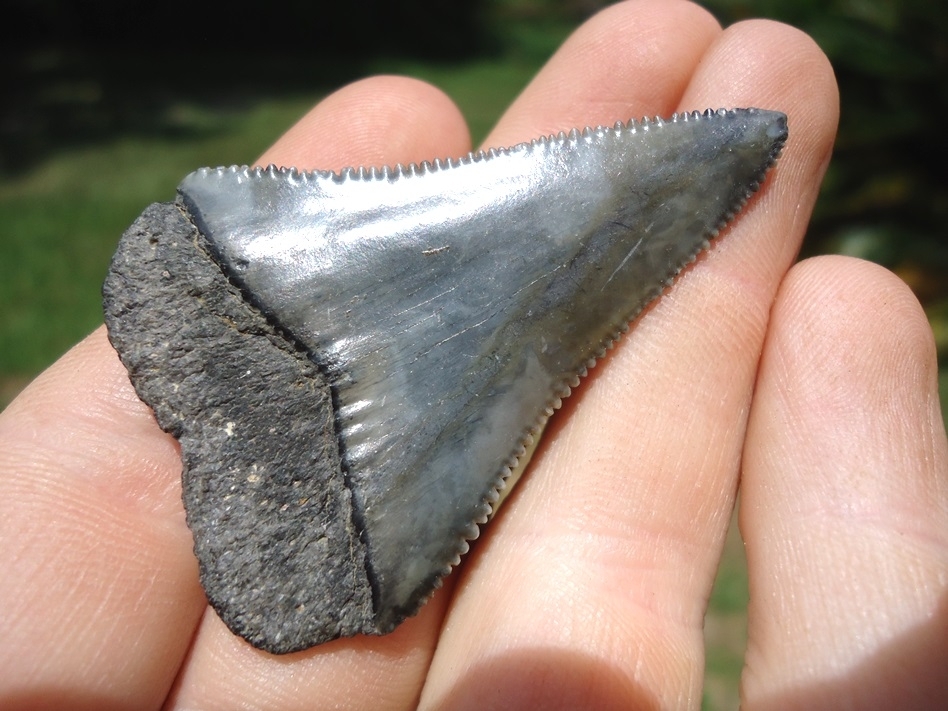 Large image 3 Very Nice Great White Shark Tooth